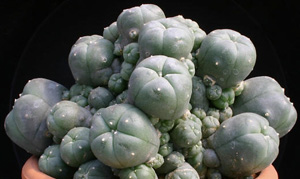 Lophophora Williamsii var. Caespitosa